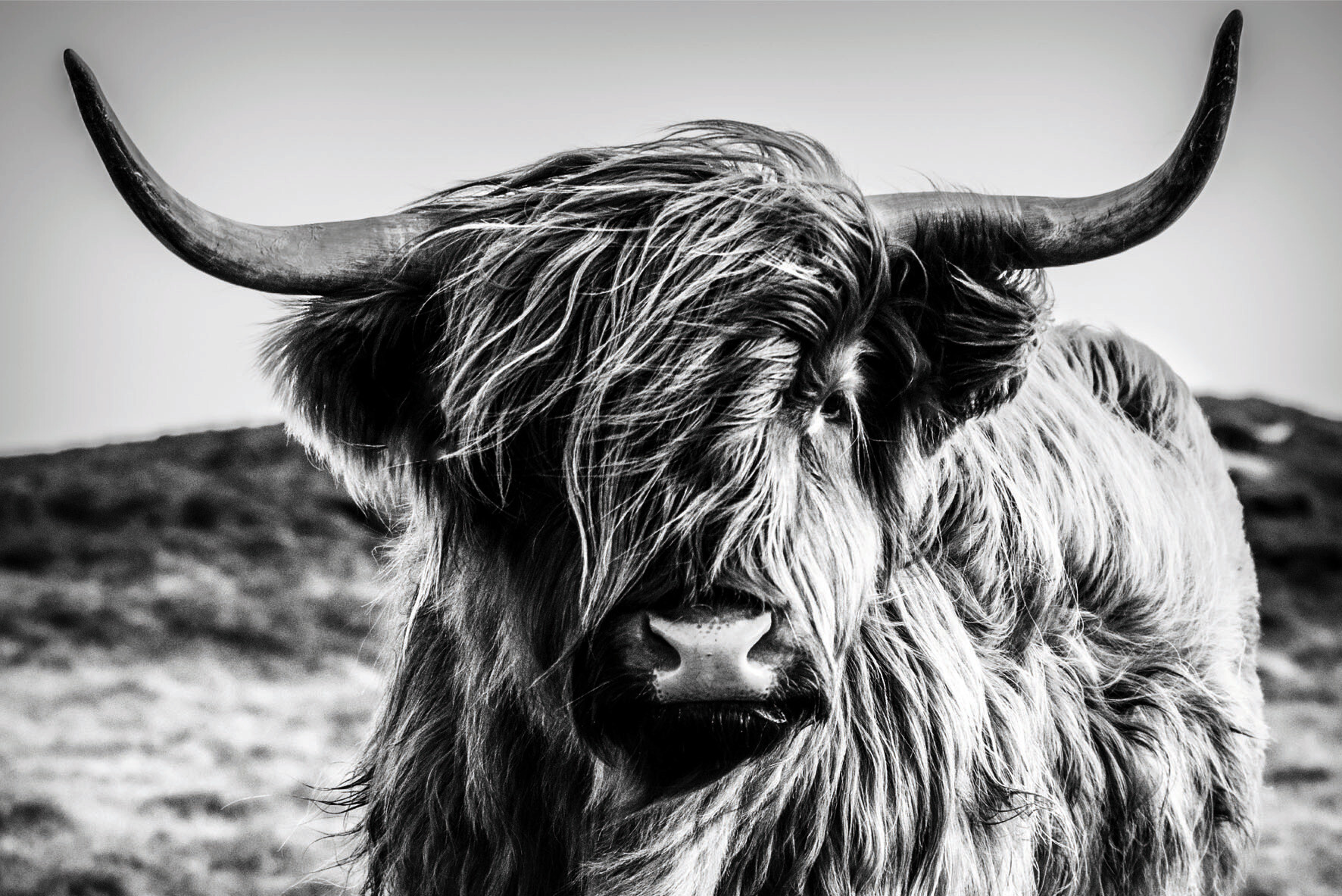 Bönninghoff Keilrahmenbild Büffel B/L: ca. 60x90 cm