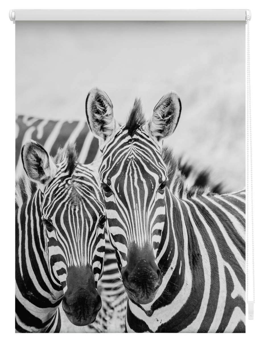 LICHTBLICK Rollo Zebra schwarz B/L: ca. 120x150 cm