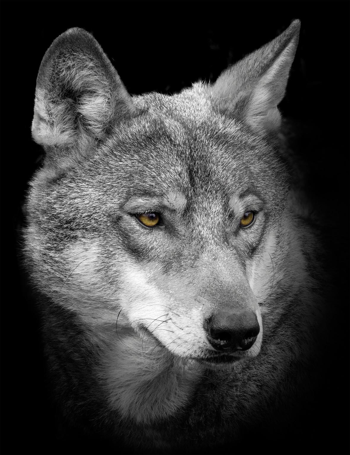 Bönninghoff Keilrahmenbild Wolf B/L: ca. 46x61 cm