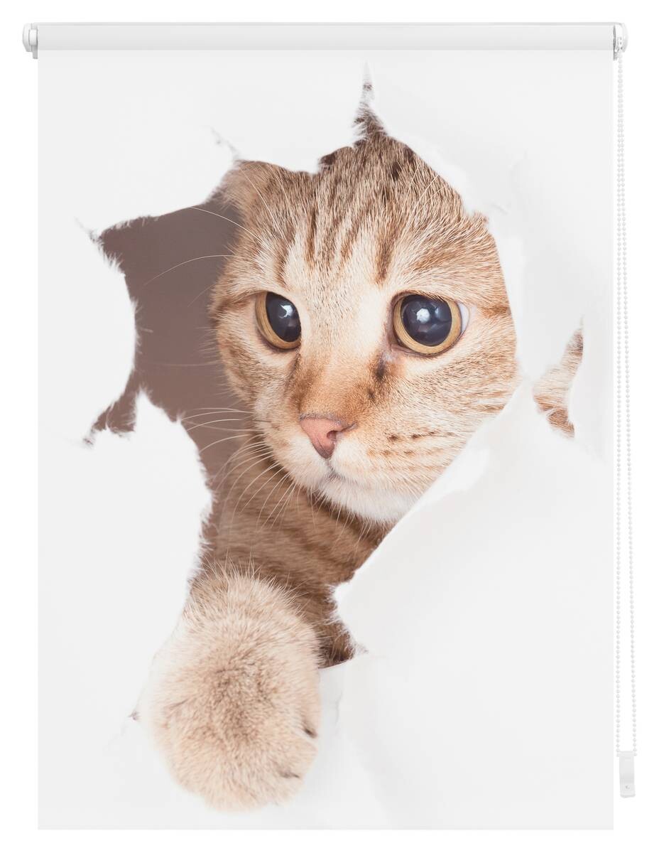 LICHTBLICK Verdunkelungsrollo Katze weiß B/L: ca. 100x150 cm