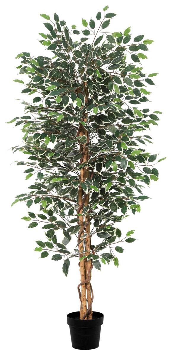 POCOline Kunstpflanze Ficusbaum grün Kunststoff B/H/L: ca. 20x180x20 cm