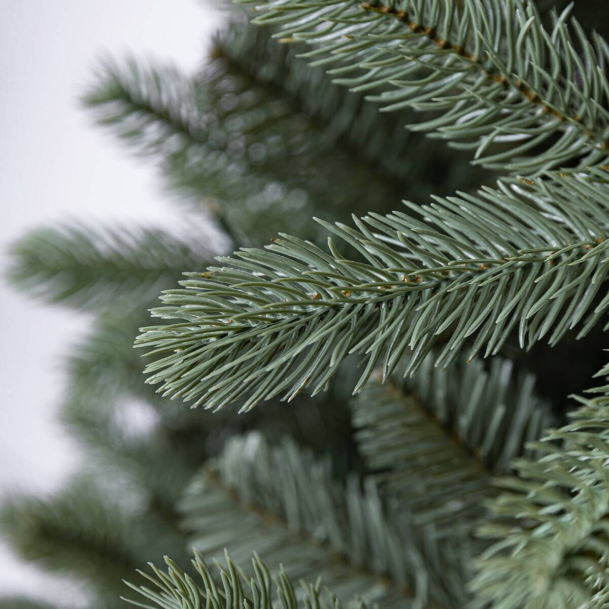 Evergreen Weihnachtsbaum Vermont Fichte