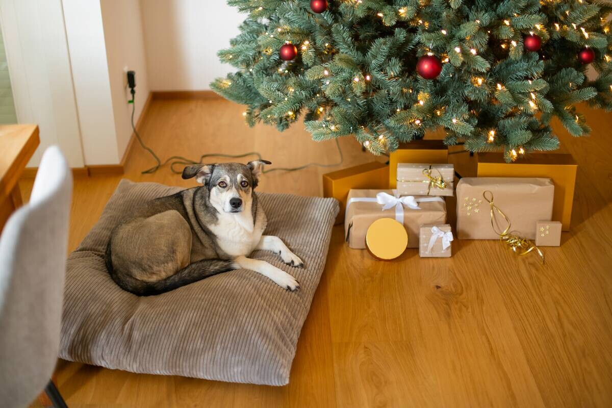 Evergreen Weihnachtsbaum Vermont Fichte