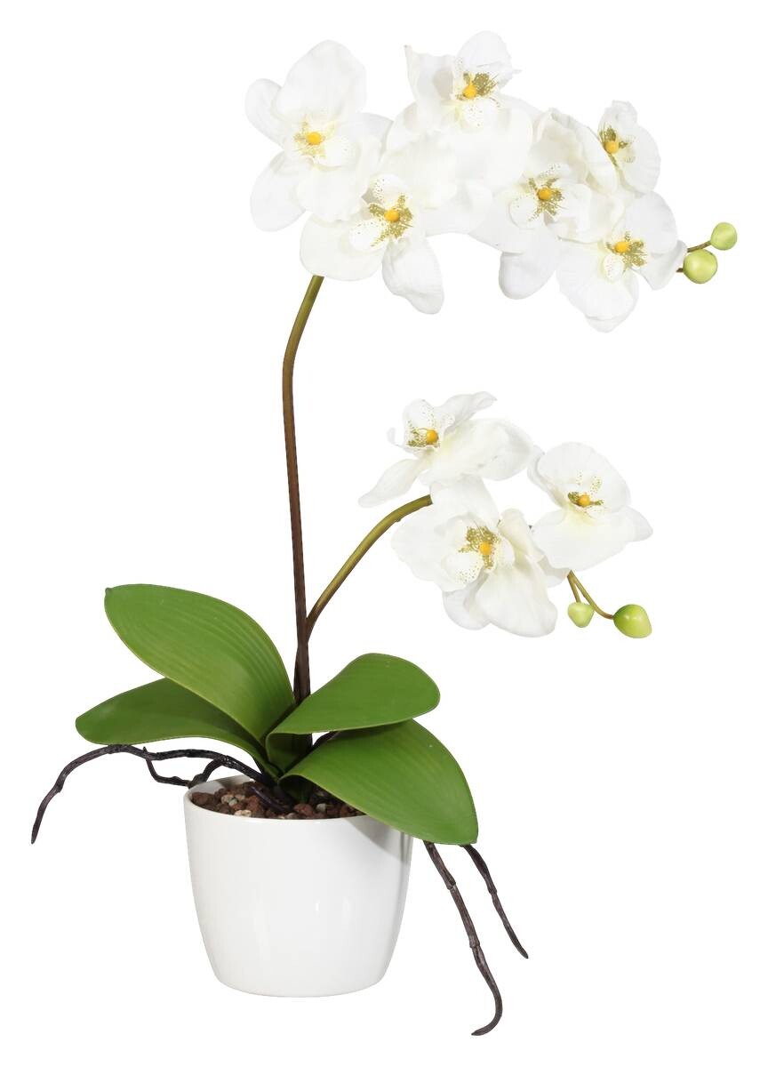 Orchidee creme Kunststoff H/D: ca. 60x13 cm