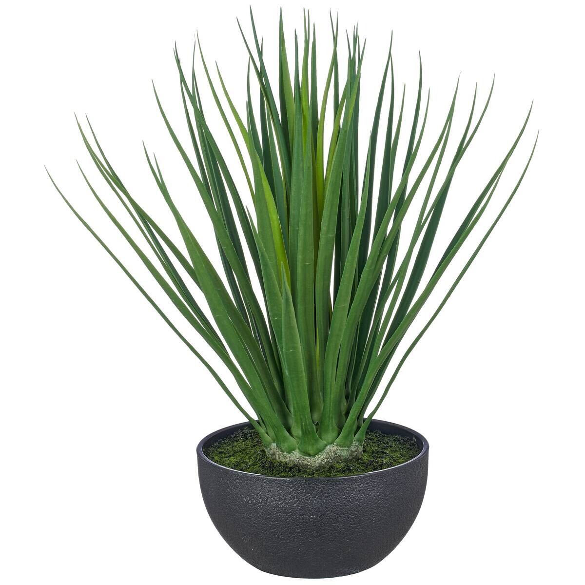 Kunstpflanze Yucca-Gloriosa schwarz Kunststoff H: ca. 48 cm