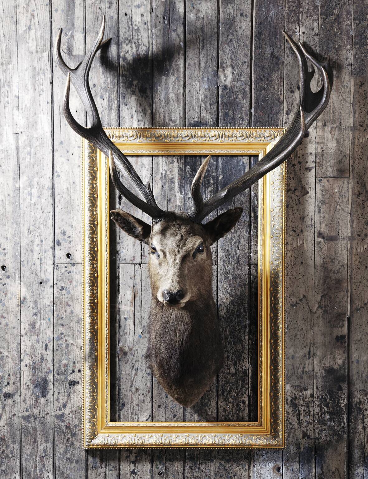 Bönninghoff Keilrahmenbild Büffel B/H/L: ca. 46x2x61 cm