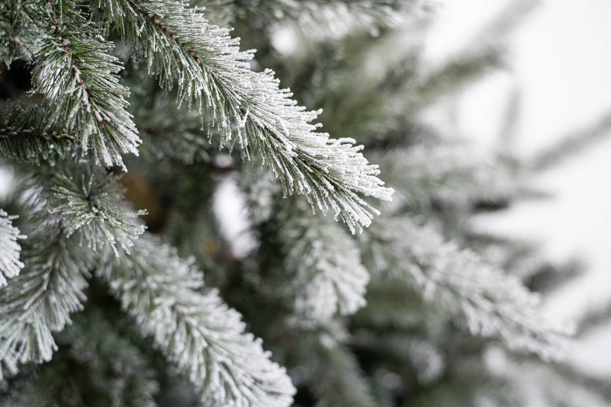 Evergreen Weihnachtsbaum Cedar Kiefer grün PVC B/H: ca. 114x210 cm