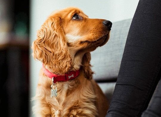 Umziehen mit Tieren: Umzug mit Katze, Hund und Co