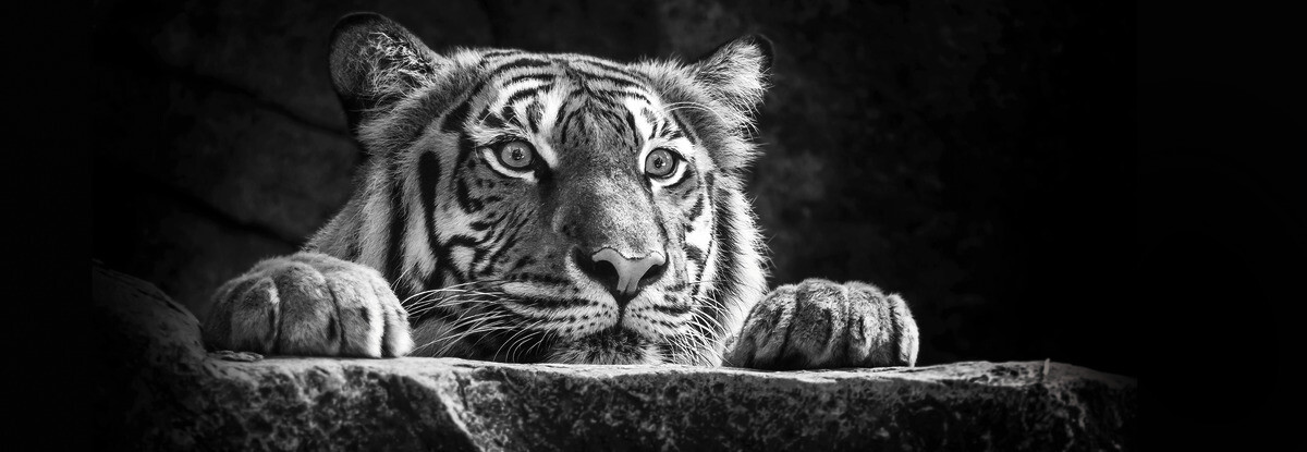 The Wall Wandbild Tiger B/L: ca. 53x153 cm