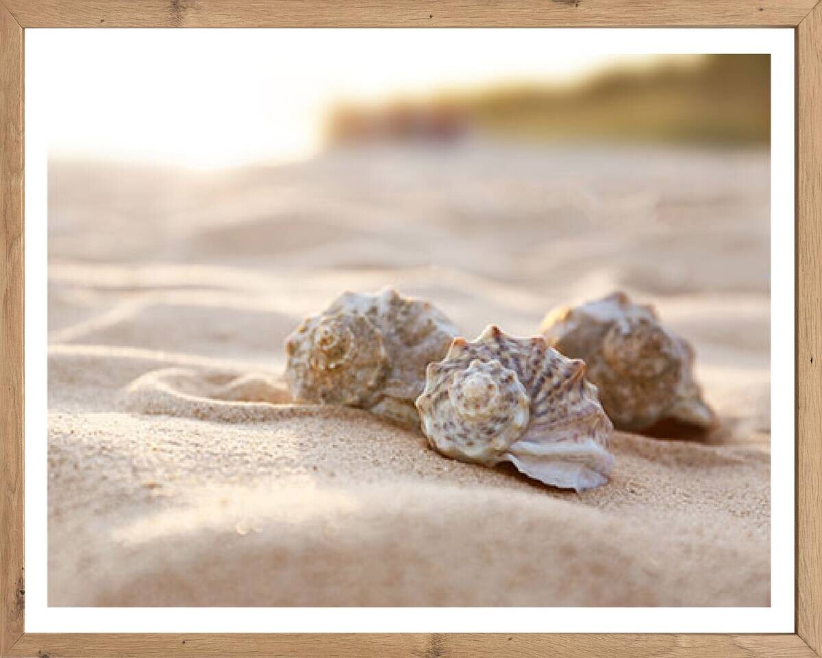 Gerahmtes Bild Muscheln B/H: ca. 50x40 cm