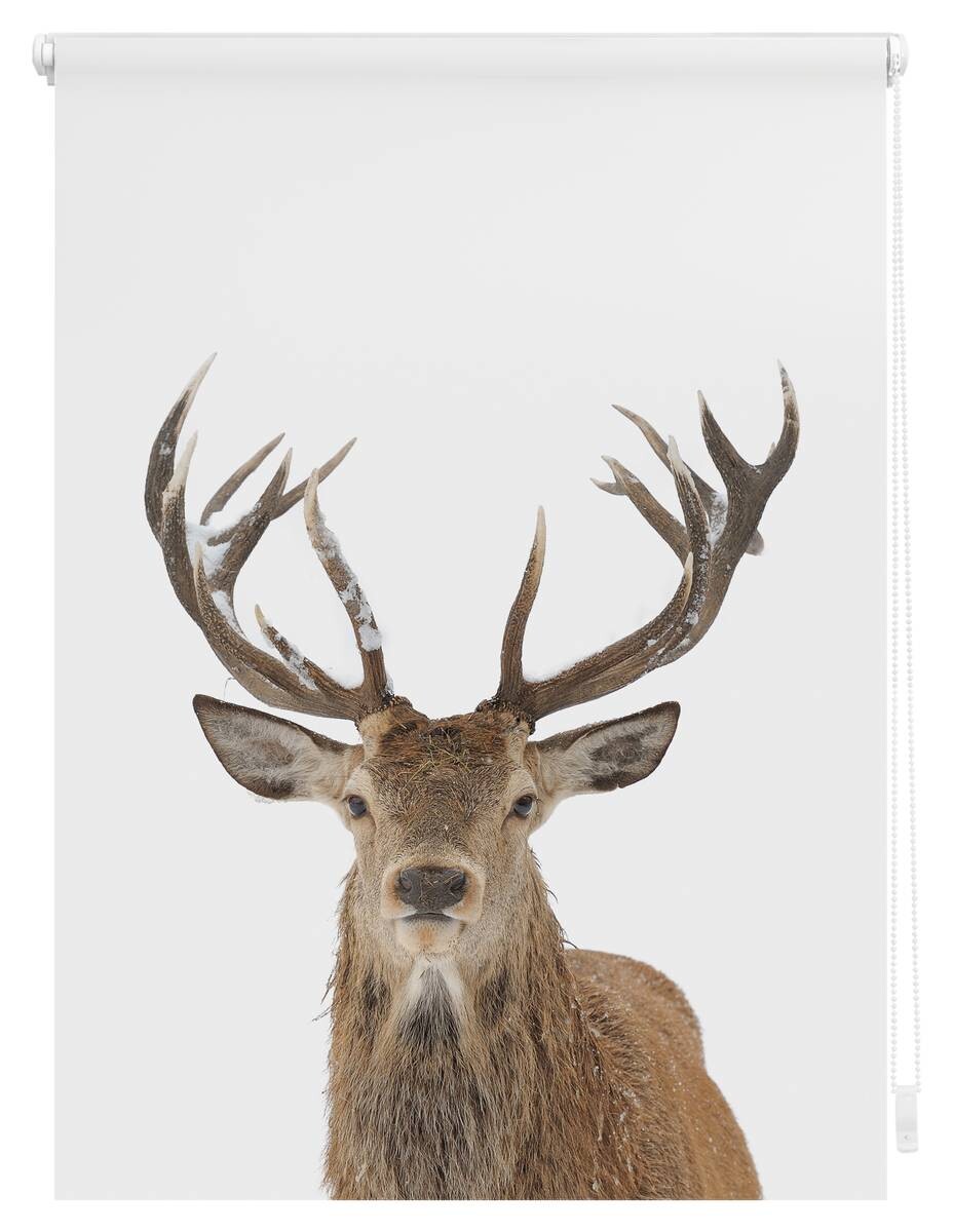 LICHTBLICK Rollo Hirsch braun B/L: ca. 60x150 cm