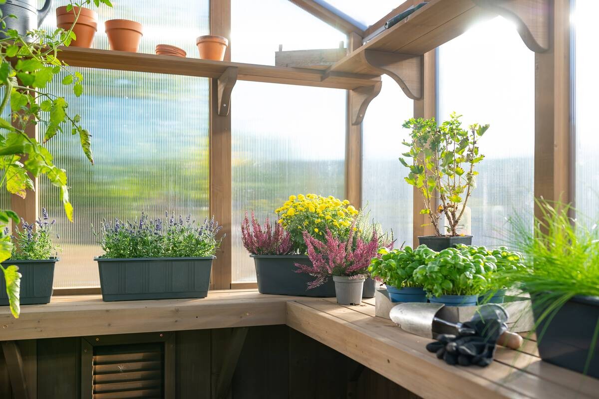 Westmann Gewächshaus Paul