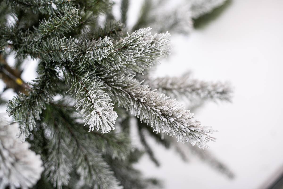 Evergreen Weihnachtsbaum Cedar Kiefer grün PVC B/H: ca. 114x210 cm