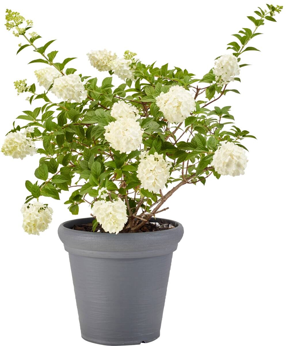 ProGarden Pflanztopf grau Kunststoff H/D: ca. 35x38 cm