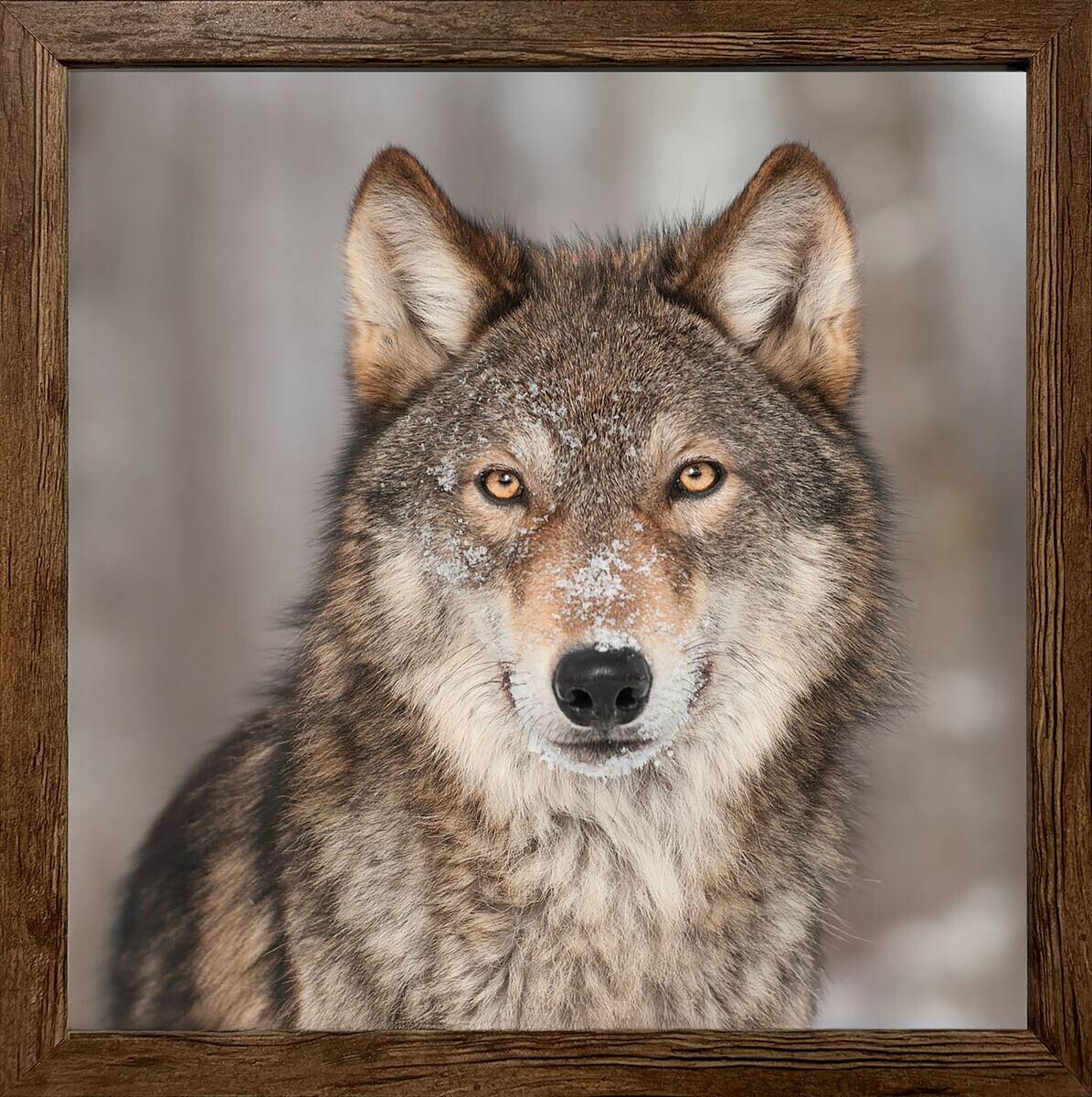 Gerahmtes Bild Wolf B/H: ca. 35x35 cm