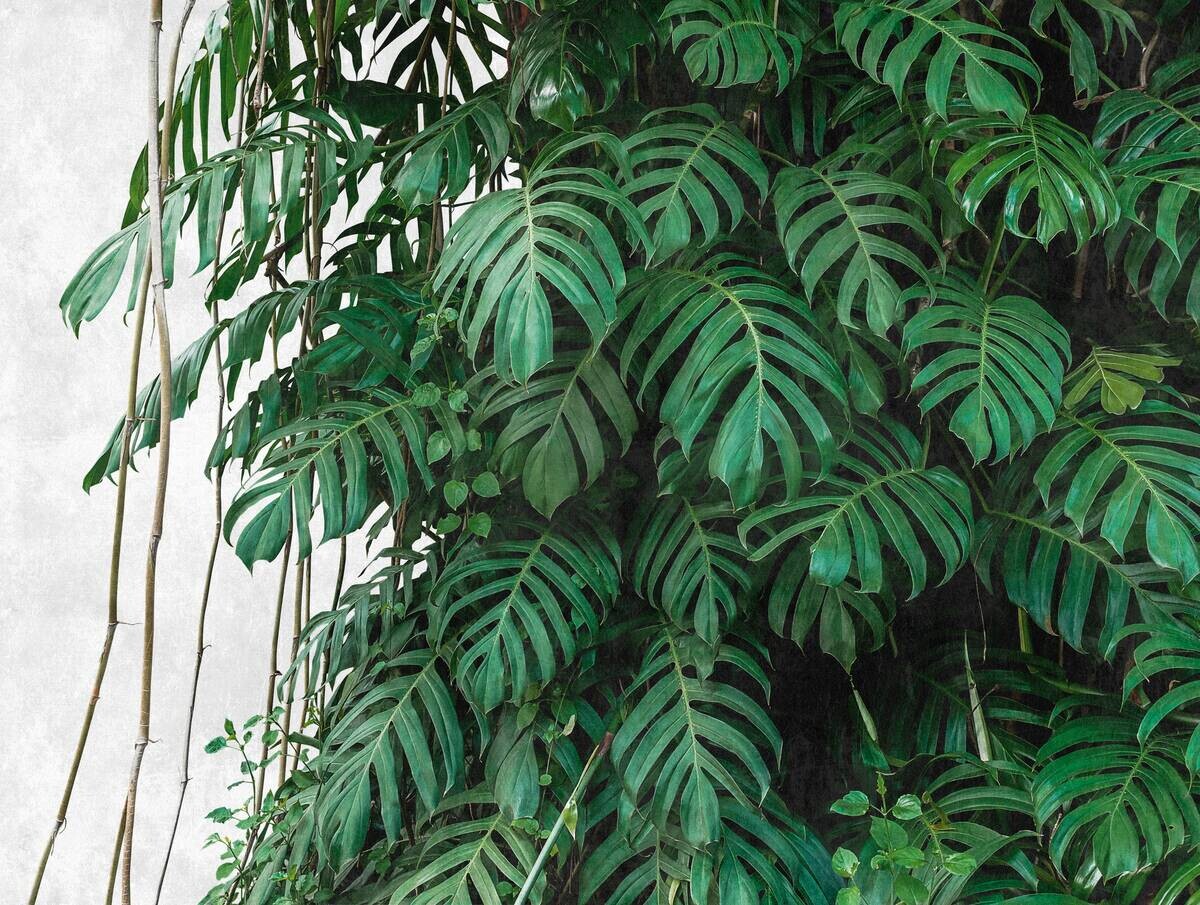 Livingwalls Fototapete Dschungel grün grau B/L: ca. 280x371 cm