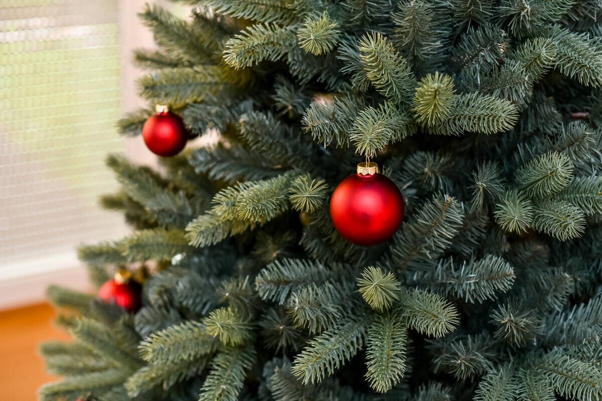 Evergreen Weihnachtsbaum Vermont Fichte