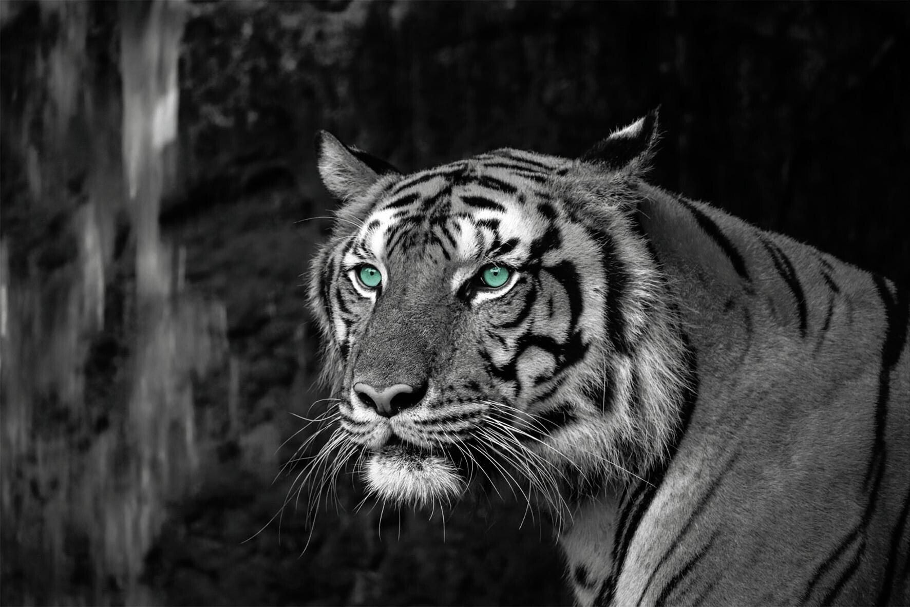 Bönninghoff Keilrahmenbild Tiger B/L: ca. 60x90 cm
