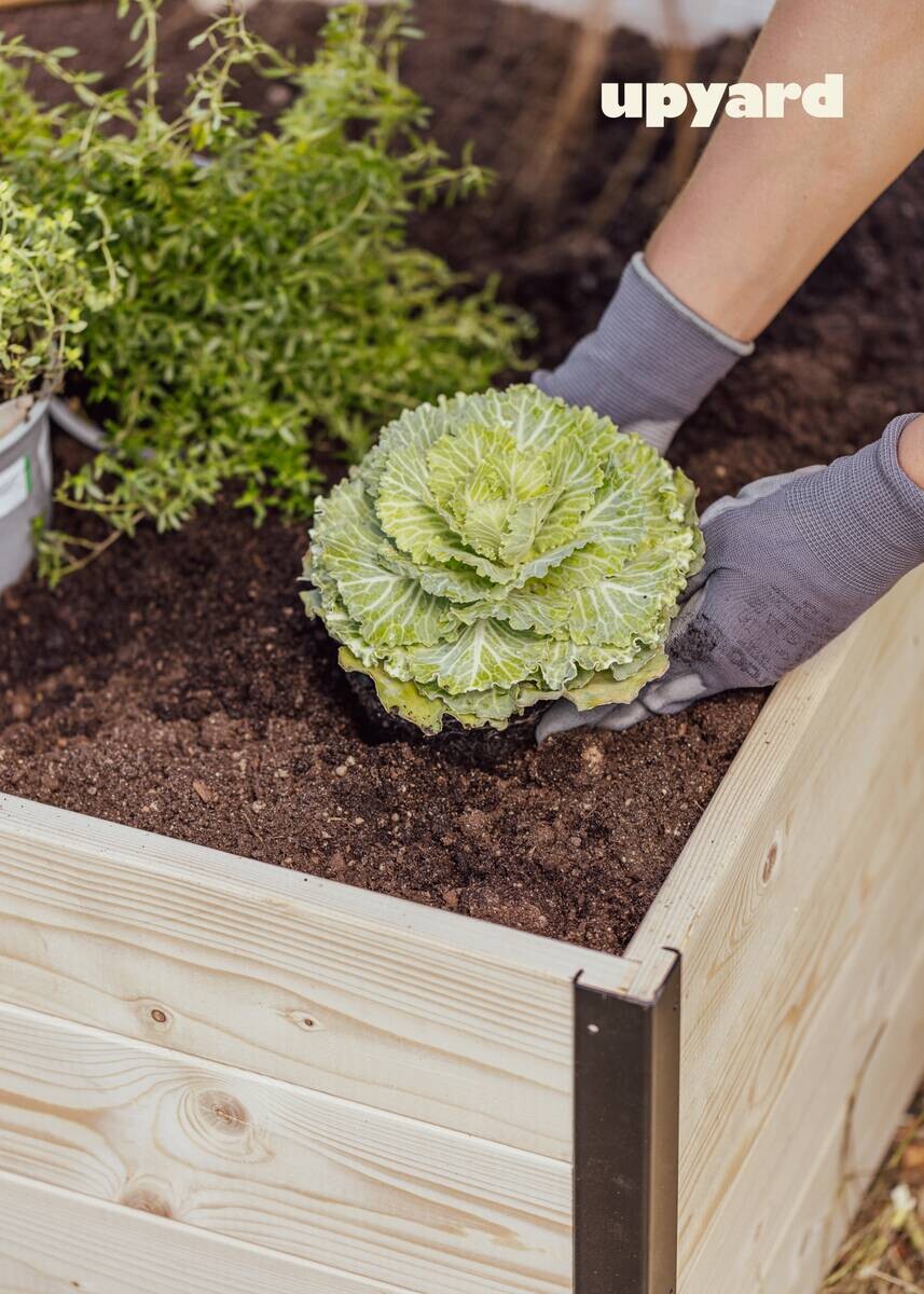 UPYARD Hochbeet MODERN natur Holz B/H/L: ca. 80x40x120 cm