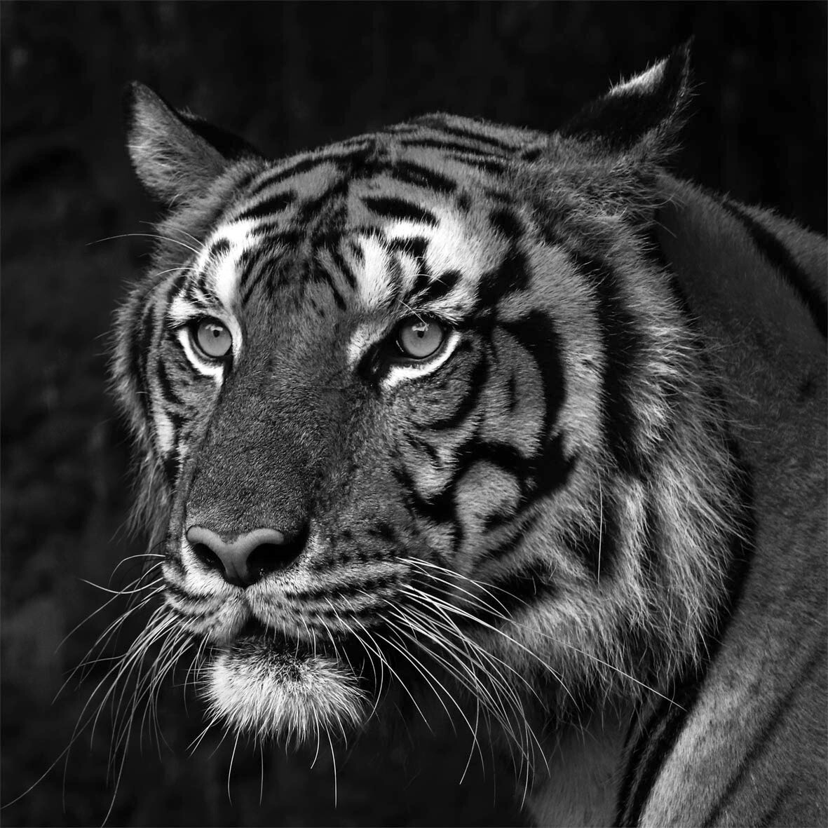 Bönninghoff Keilrahmenbild Tiger B/L: ca. 35x35 cm