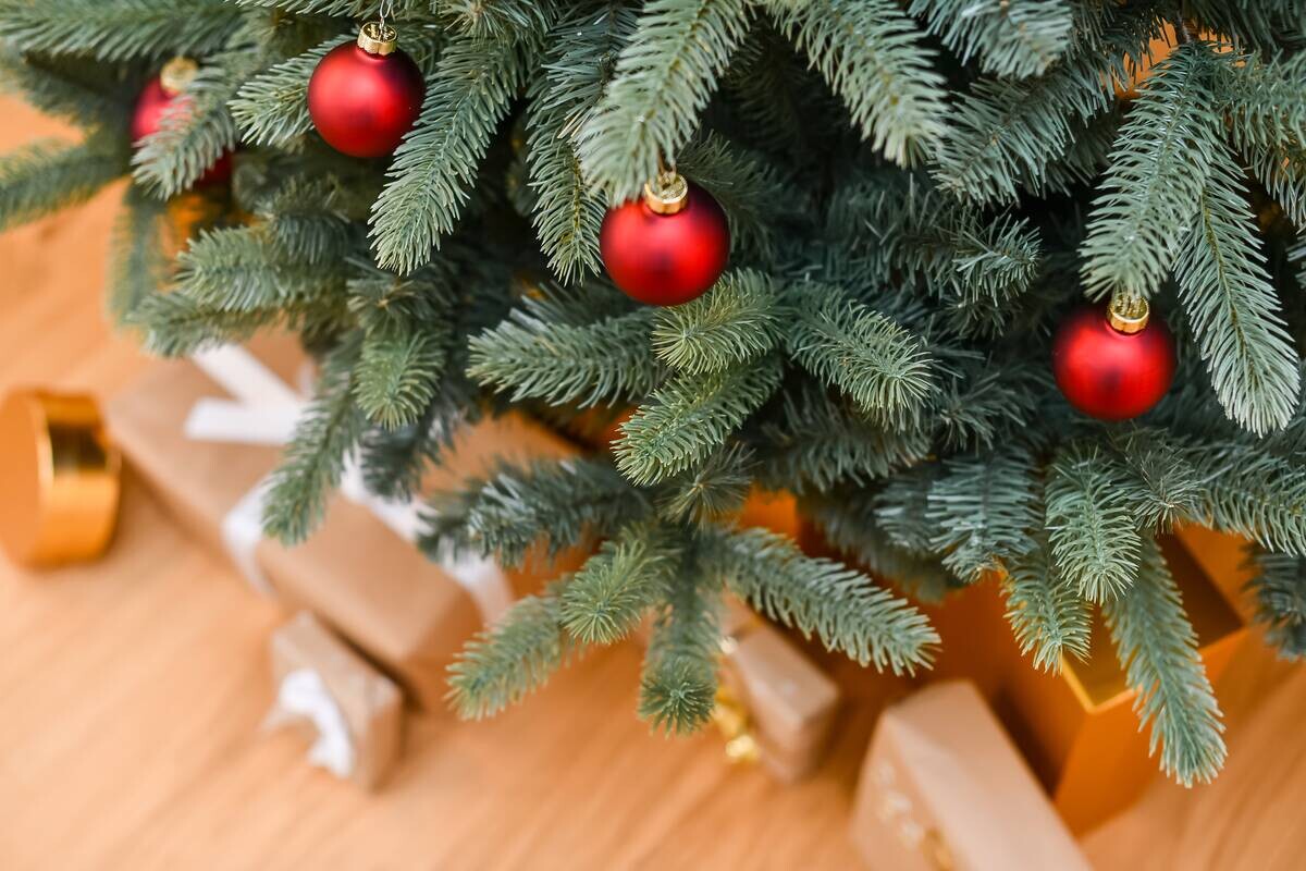 Evergreen Weihnachtsbaum Vermont Fichte