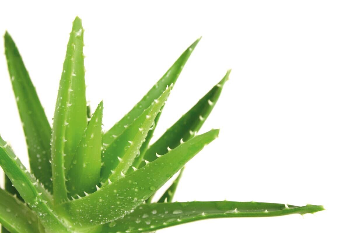 Kopfkissen Aloe Vera weiß 100% Polyester B/L: ca. 80x40 cm