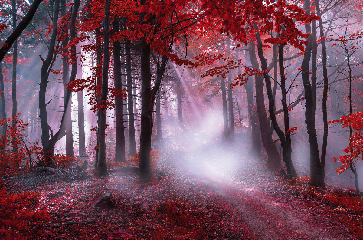 Bönninghoff Keilrahmenbild Wald B/L: ca. 118x78 cm