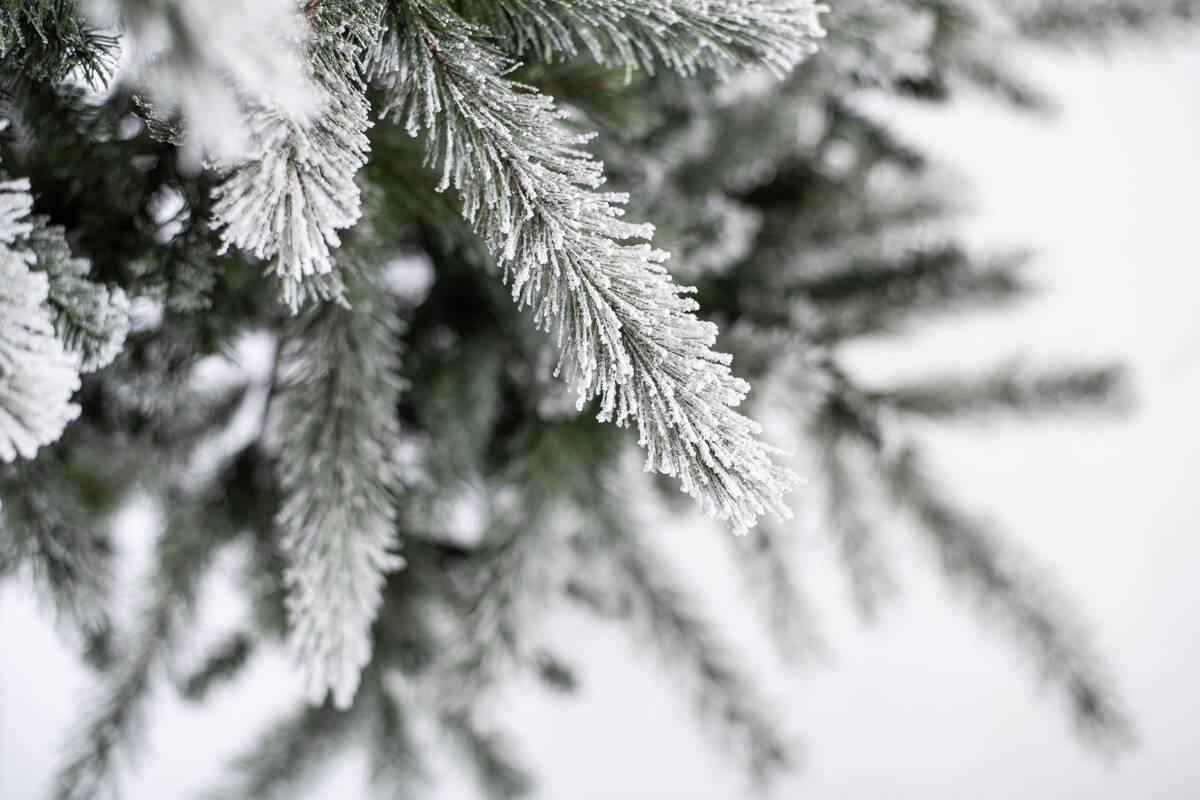 Evergreen Weihnachtsbaum Cedar Kiefer grün PVC B/H: ca. 114x210 cm