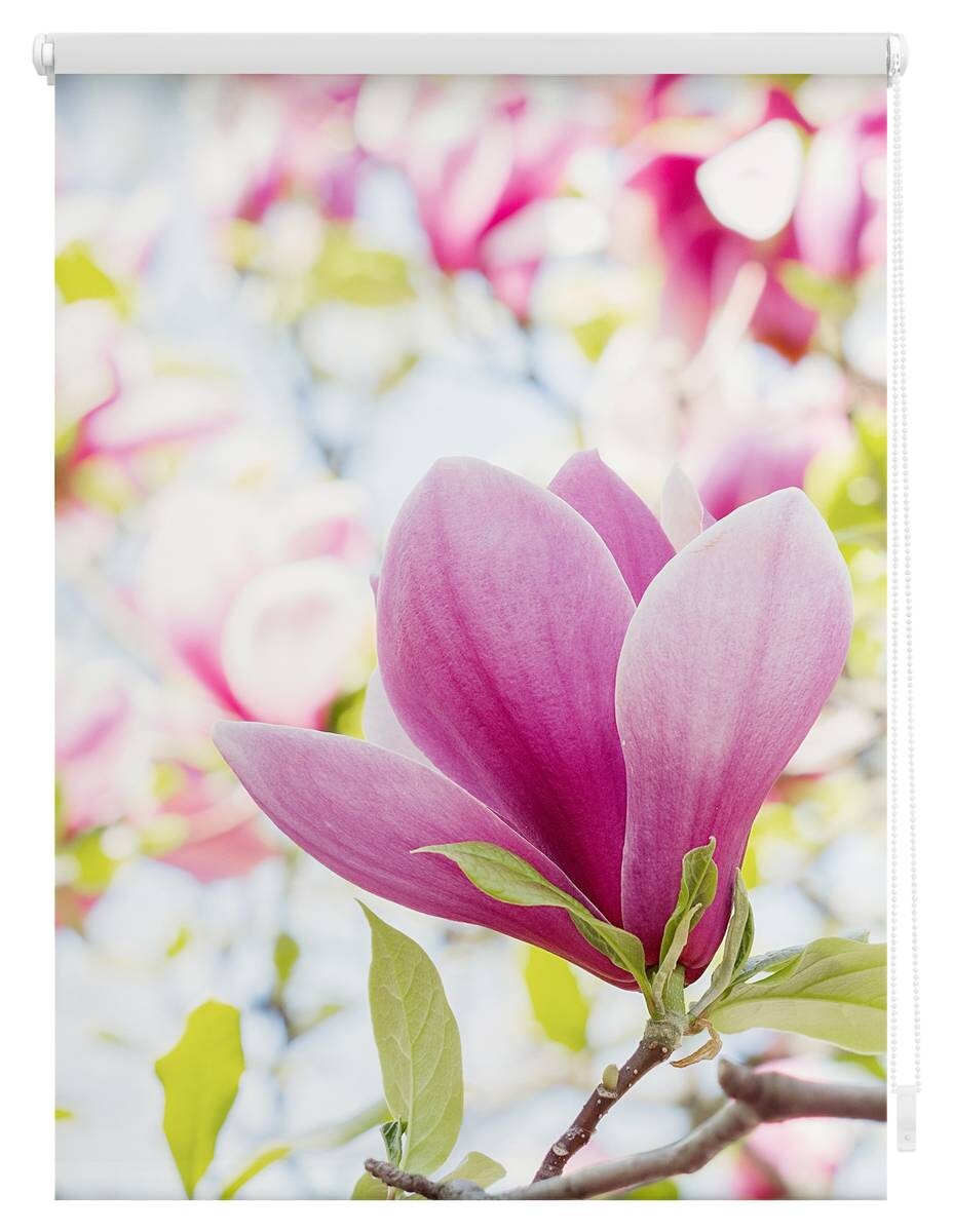 LICHTBLICK Rollo Magnolie rosa B/L: ca. 80x150 cm