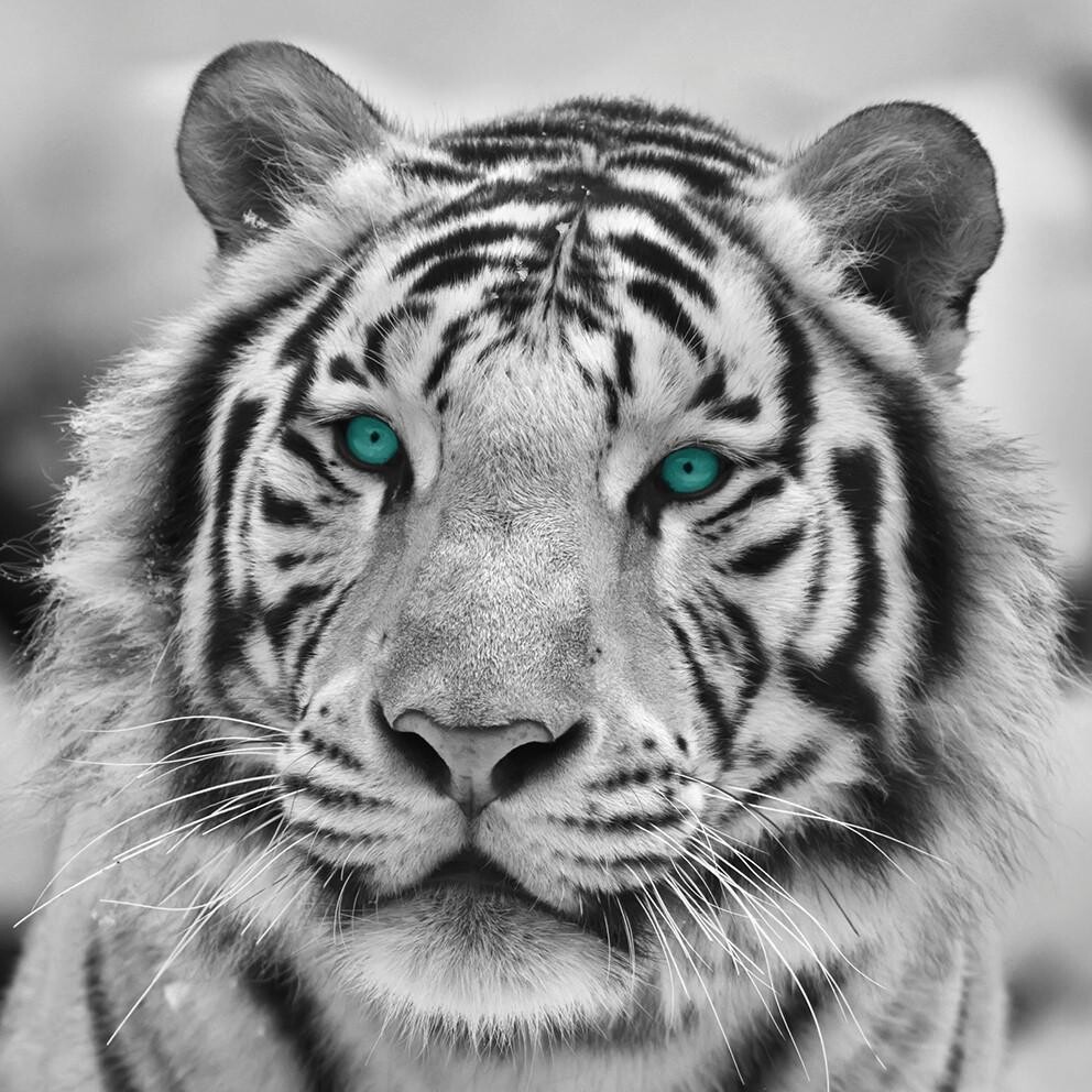 Bönninghoff Keilrahmenbild Tiger B/L: ca. 35x35 cm