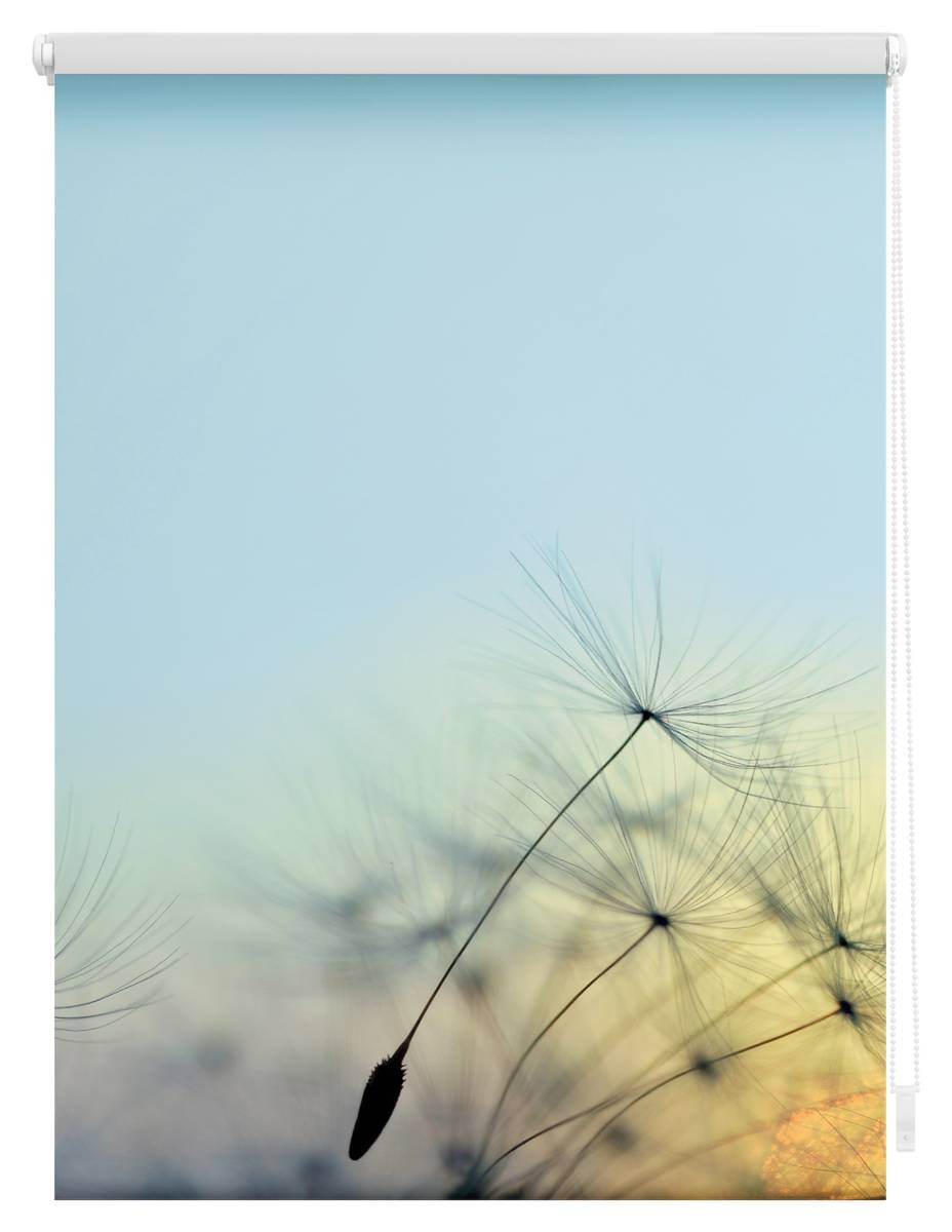 LICHTBLICK Verdunkelungsrollo Pusteblume blau B/L: ca. 100x150 cm