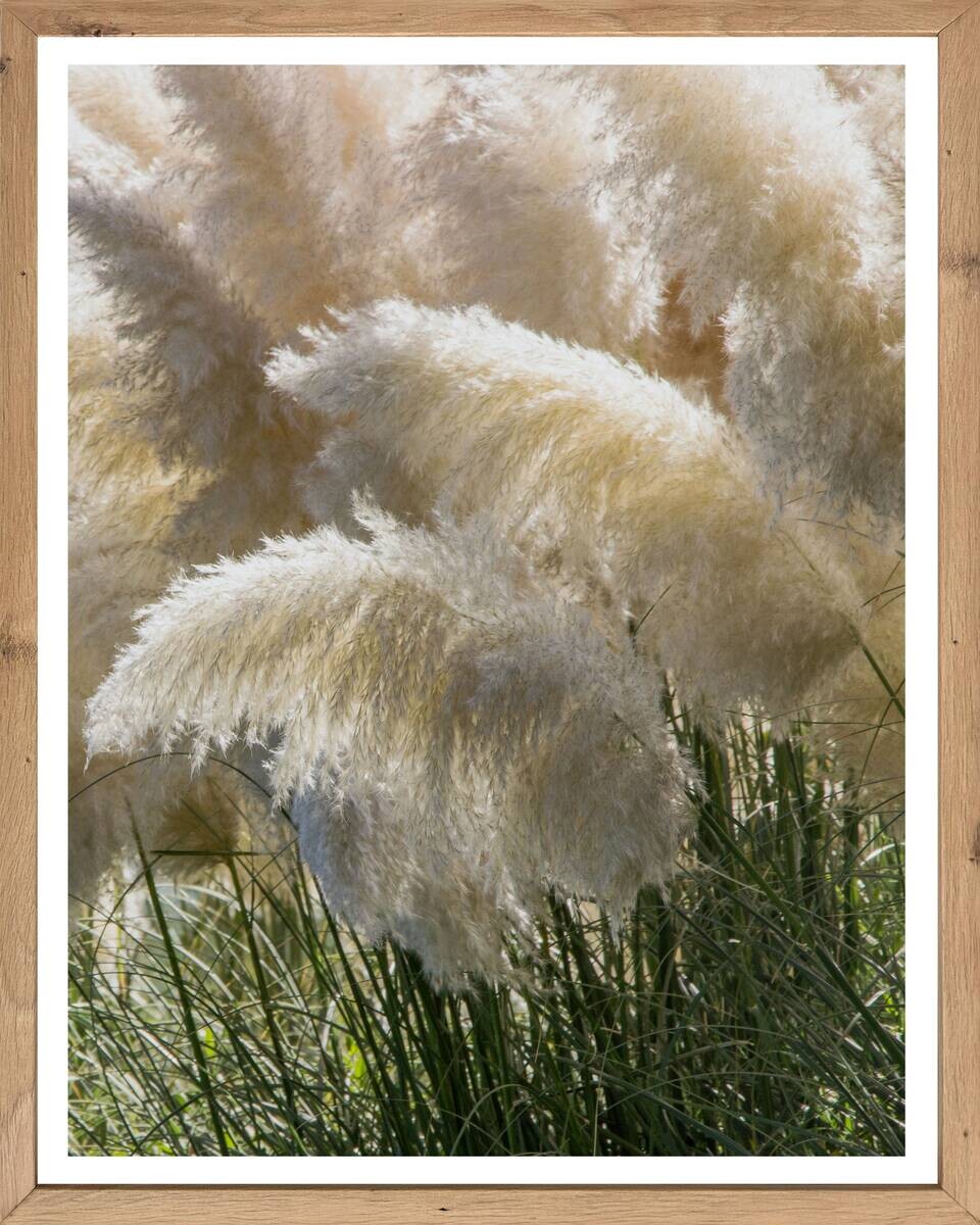 Gerahmtes Bild Pflanzen B/H: ca. 50x40 cm