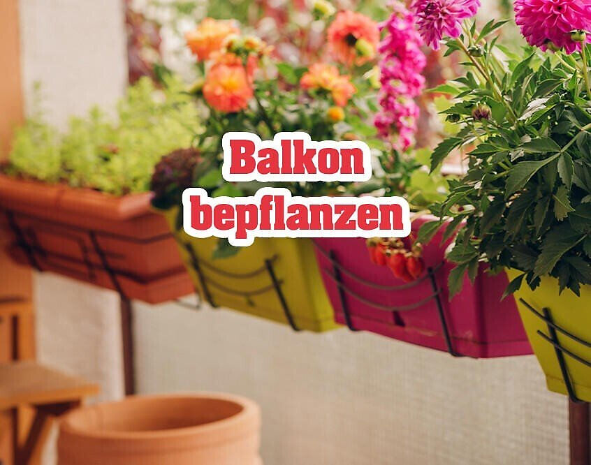 balkon%20bepflanzen2_846x666.jpeg?ts=1773049469